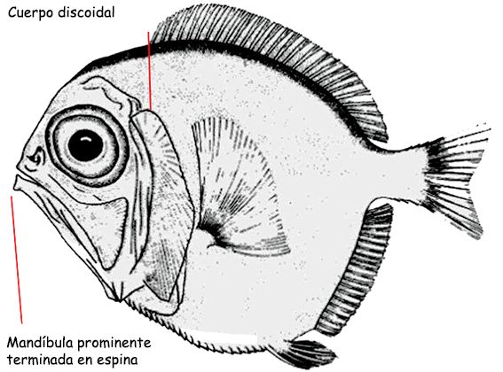 Diretmus argenteus_01.jpg